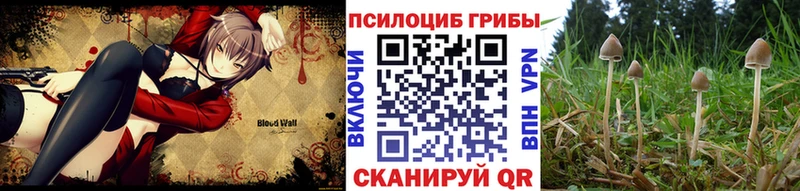 Галлюциногенные грибы Psilocybe  магазин    kraken зеркало  Белый 